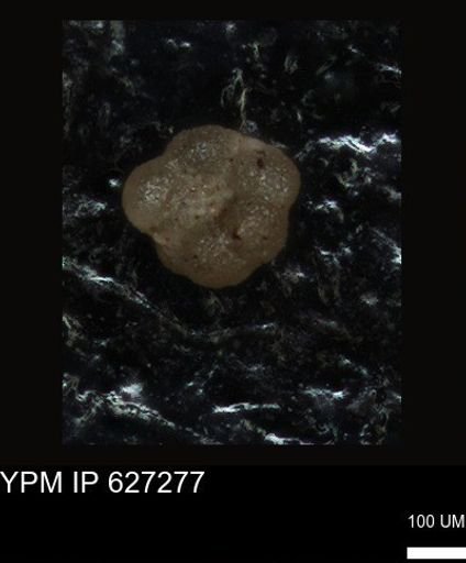 undet. Foraminiferida