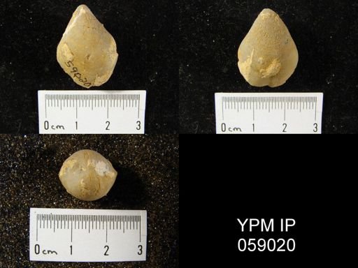 Meristella laevis