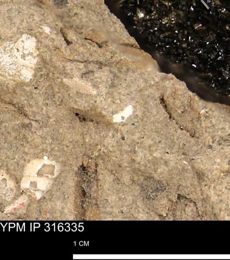undet. Mollusca