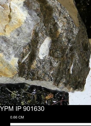 undet. Mollusca