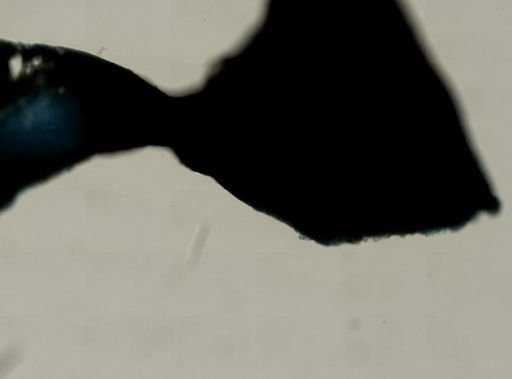 Aiolochroia crassa