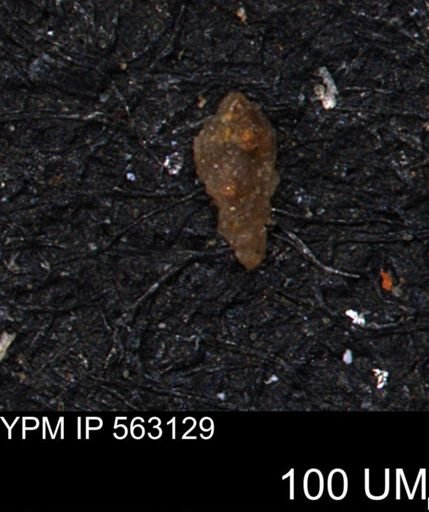 Verneuilina canadensis