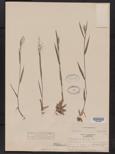 Panicum columbianum tsugetorum