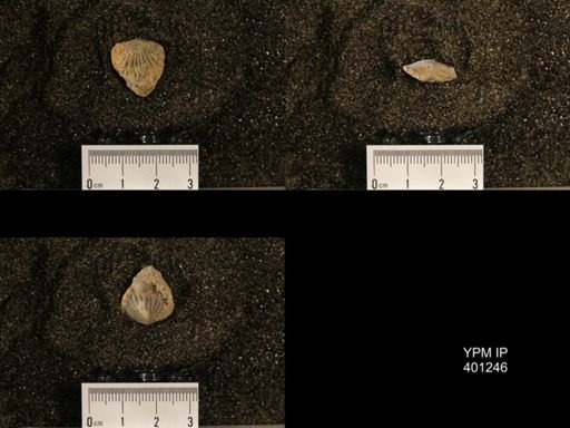 Orthis (Plectorthis) dichotoma