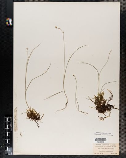 Carex disperma