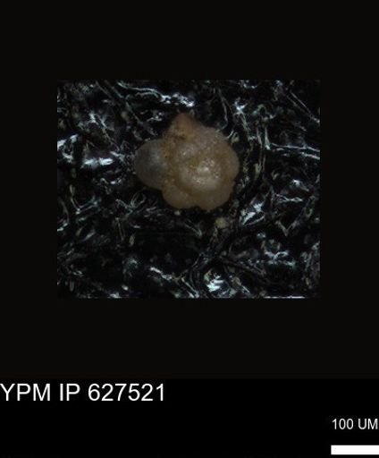 undet. Foraminiferida