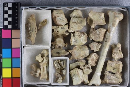 Pogonodon sp.