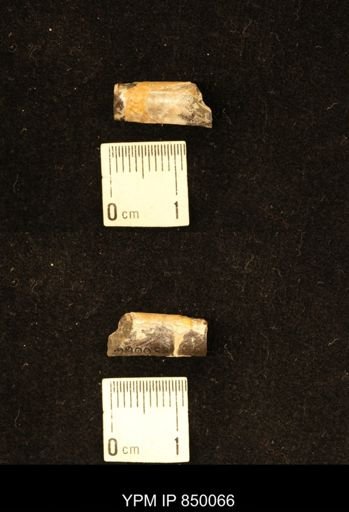 Baculites