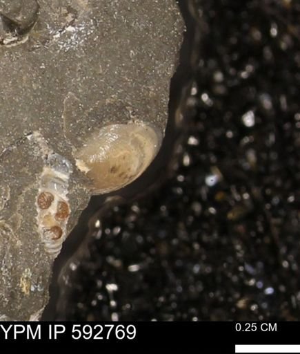 undet. Bivalvia