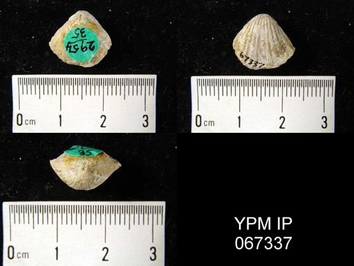 Rhynchospira formosa