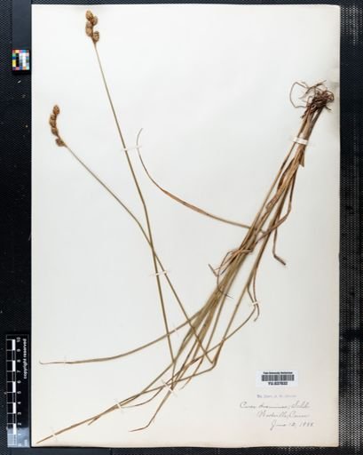 Carex straminea