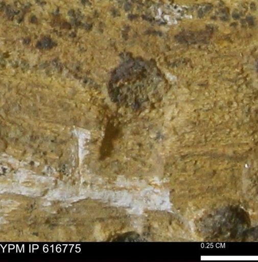 Teredo sp.