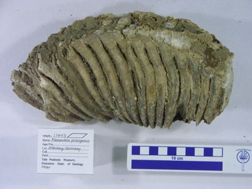 Mammuthus primigenius