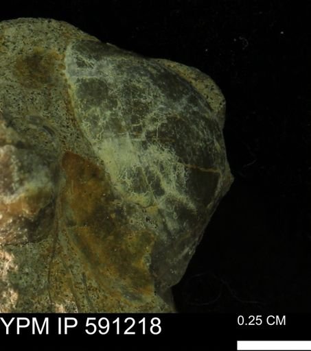 Protocardia?