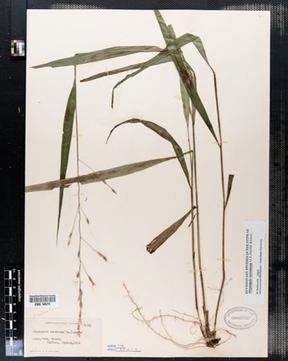 Oryzopsis racemosa