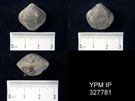 Trematospira hirsuta