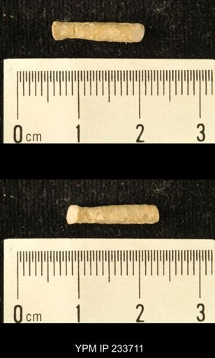 Archaeocidaris sp.