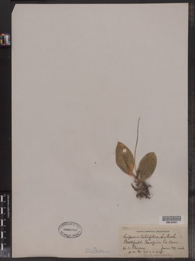 Liparis liliifolia