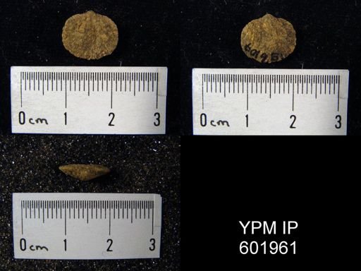 undet. Orthida