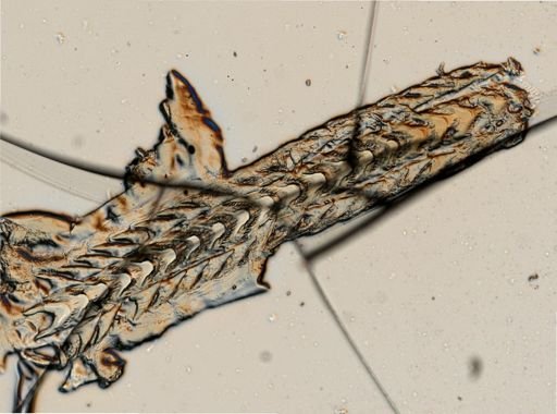 Flabellina verrucosa