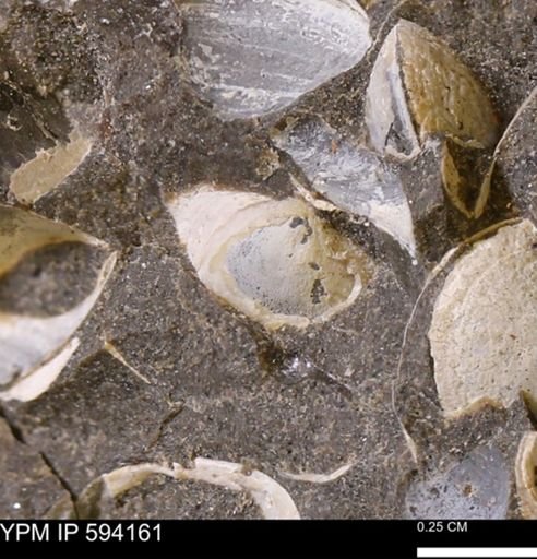 Limopsis? striatopunctatus