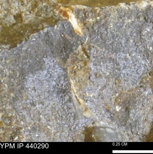 undet. Bivalvia