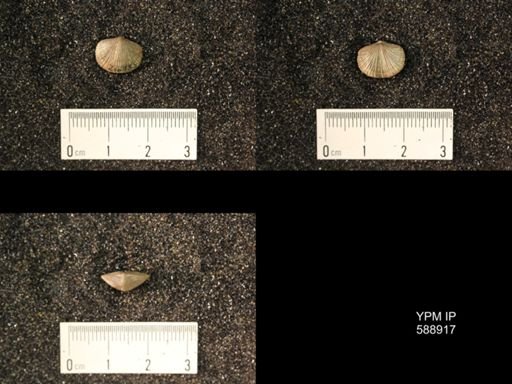 Dalmanella testudinaria
