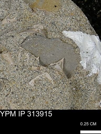 undet. Mollusca