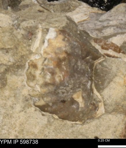Scaphitidae