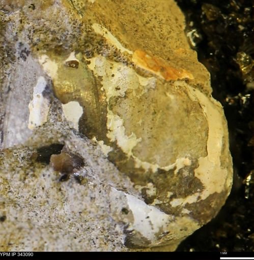 undet. Scaphitidae