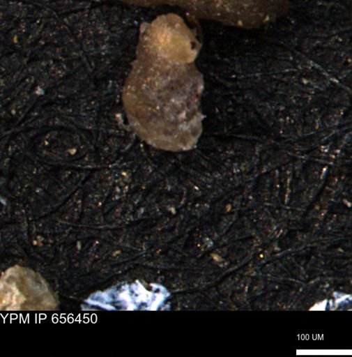 Ammobaculites euides