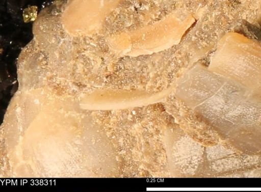 Protocardia subquadrata