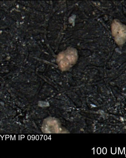 Bimonilina variana