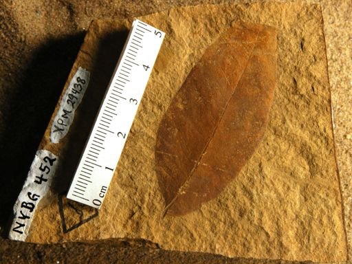 Ailanthus americana