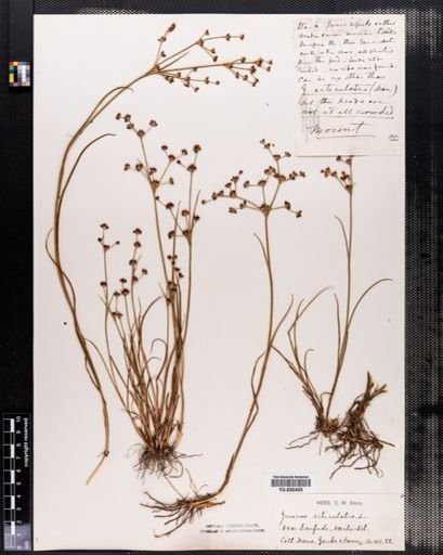 Juncus articulatus