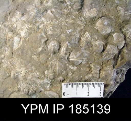 Spirifer gregarius