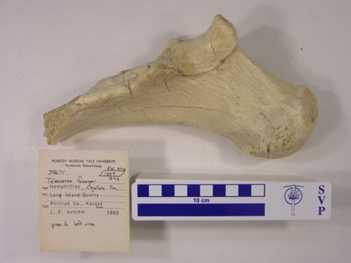Teleoceras fossiger