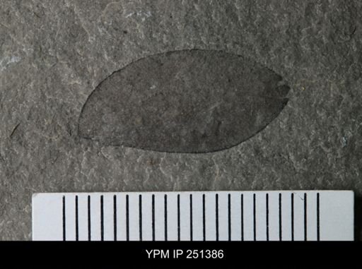 undet. Eurypterida