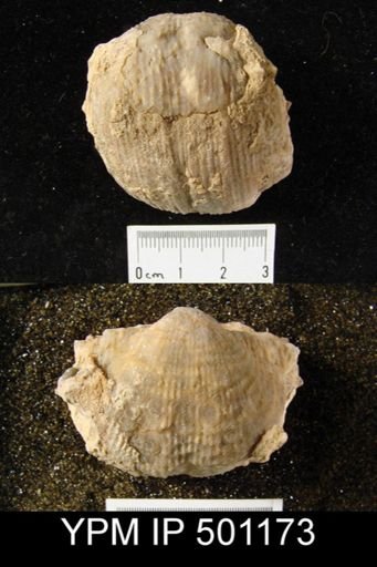 Productus sp.