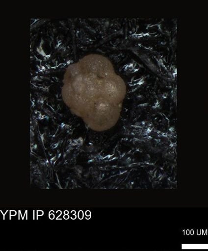 undet. Foraminiferida