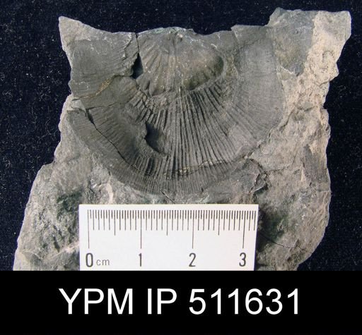 Strophonella cavumbona