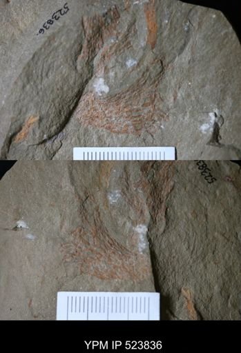 Dictyonema sp.
