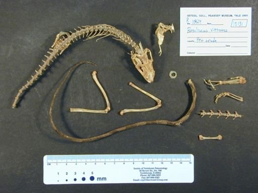 Basiliscus vittatus
