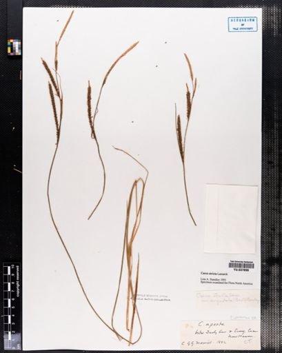 Carex stricta
