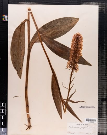 Habenaria