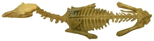 Stenomylus hitchcocki