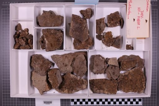mixed taxa, stratigraphic collection