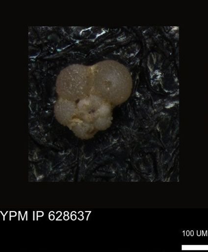 undet. Foraminiferida