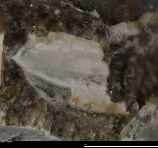 Corbulamella gregaria