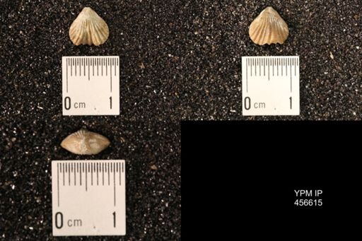 Rhynchonella dentata